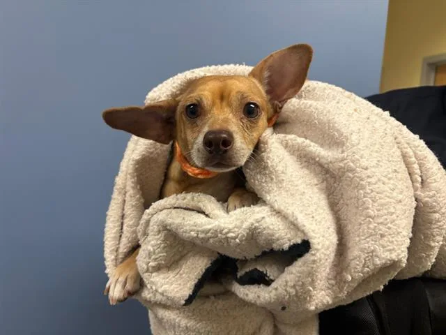 An adult small-sized male Chihuahua dog named Glider for adoption in Tustin, CA