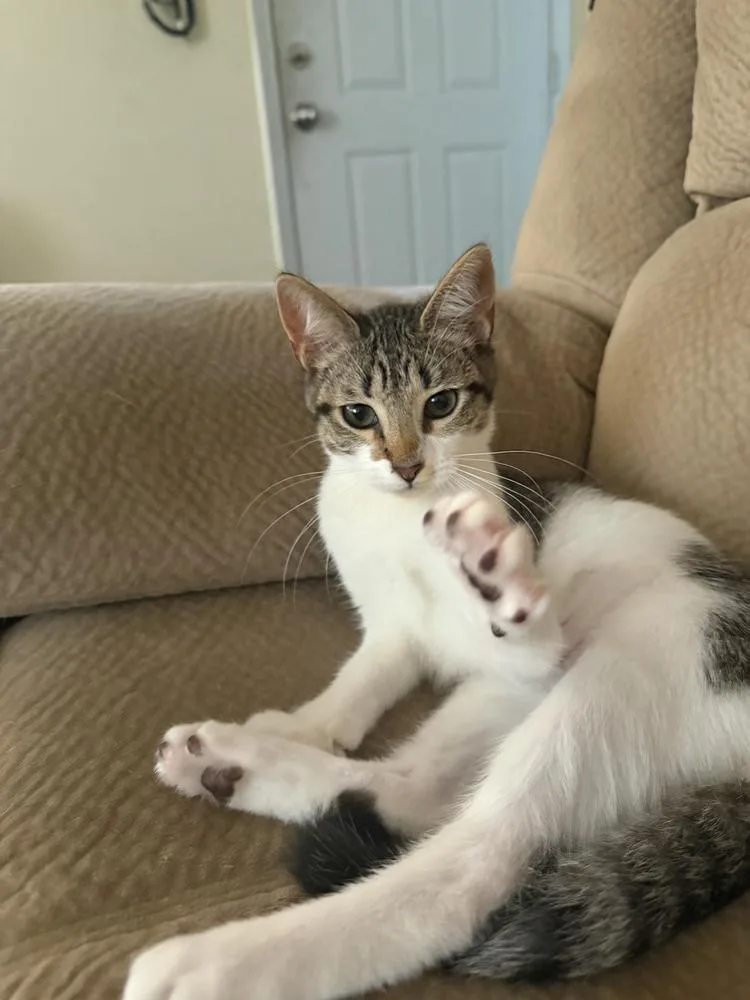 A baby small-sized female Domestic Short Hair cat named Lily for adoption in Dallas, TX