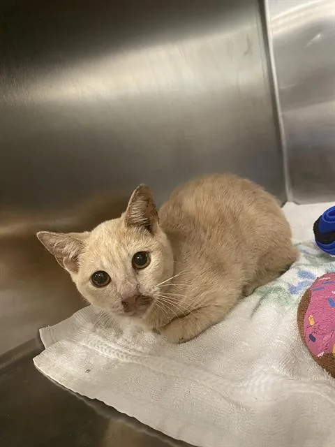 A young small-sized female Domestic Short Hair cat named Missy for adoption in Dallas, TX