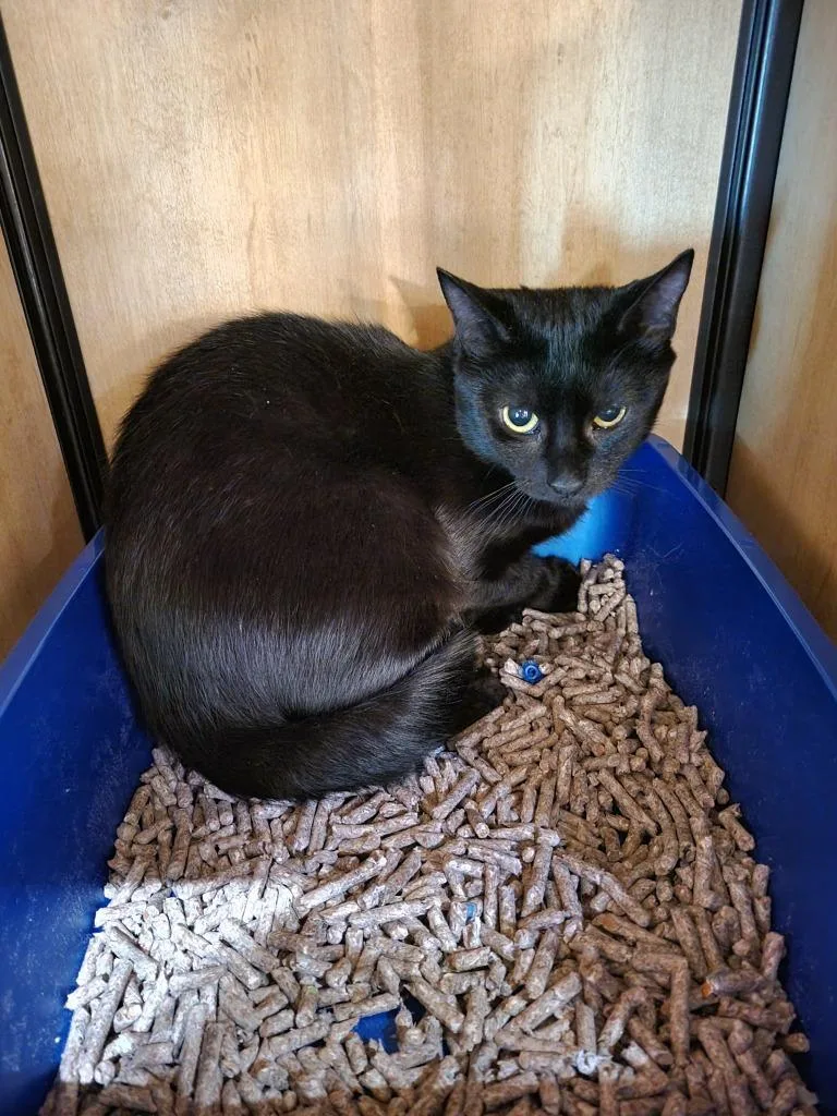 A young medium-sized female Domestic Short Hair cat named Spicy for adoption in New York, NY