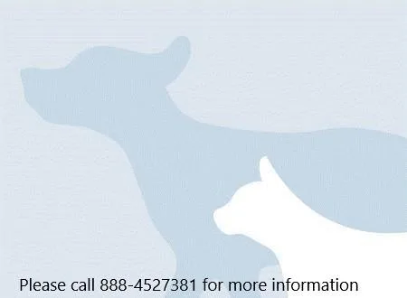 A senior small-sized female Poodle dog named Niagra for adoption in Los Angeles, CA