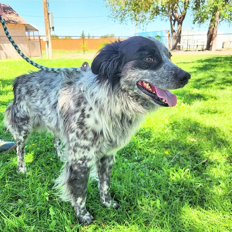 An adult medium-sized male Gray / Blue / Silver Australian Shepherd dog named Grover for adoption in Prescott, AZ