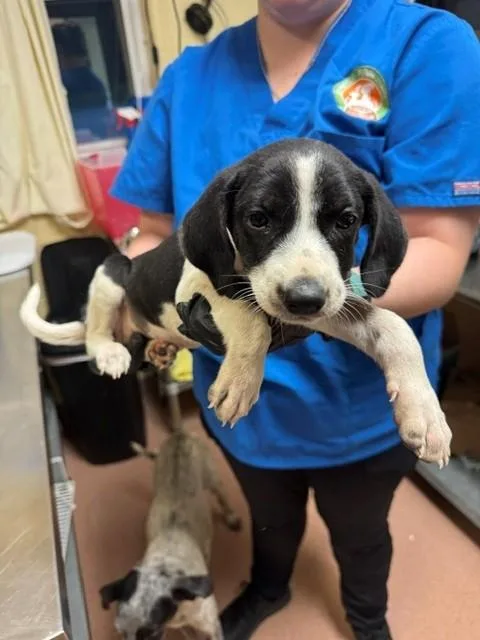 A baby medium-sized female Bluetick Coonhound dog named Sporty for adoption in Cookeville, TN