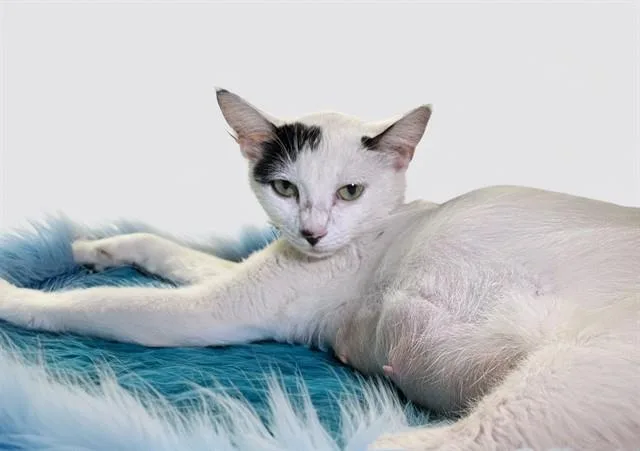 A young medium-sized female Domestic Short Hair cat named Sofia for adoption in Fort Lauderdale, FL