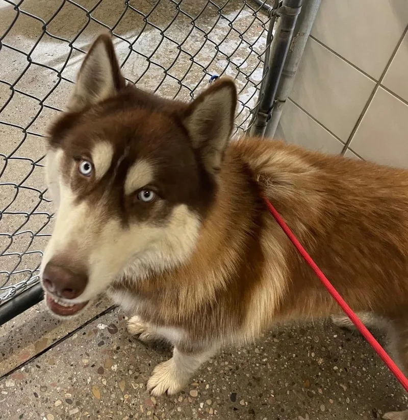 A young medium-sized male Husky dog named Chato for adoption in Rock Springs, WY