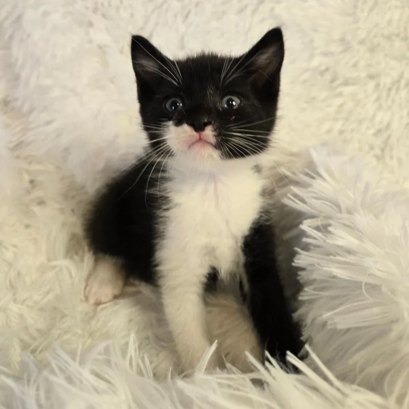 A baby small-sized male Black Domestic Short Hair cat named Ares In Parsonsburg  for adoption in Alexandria, VA