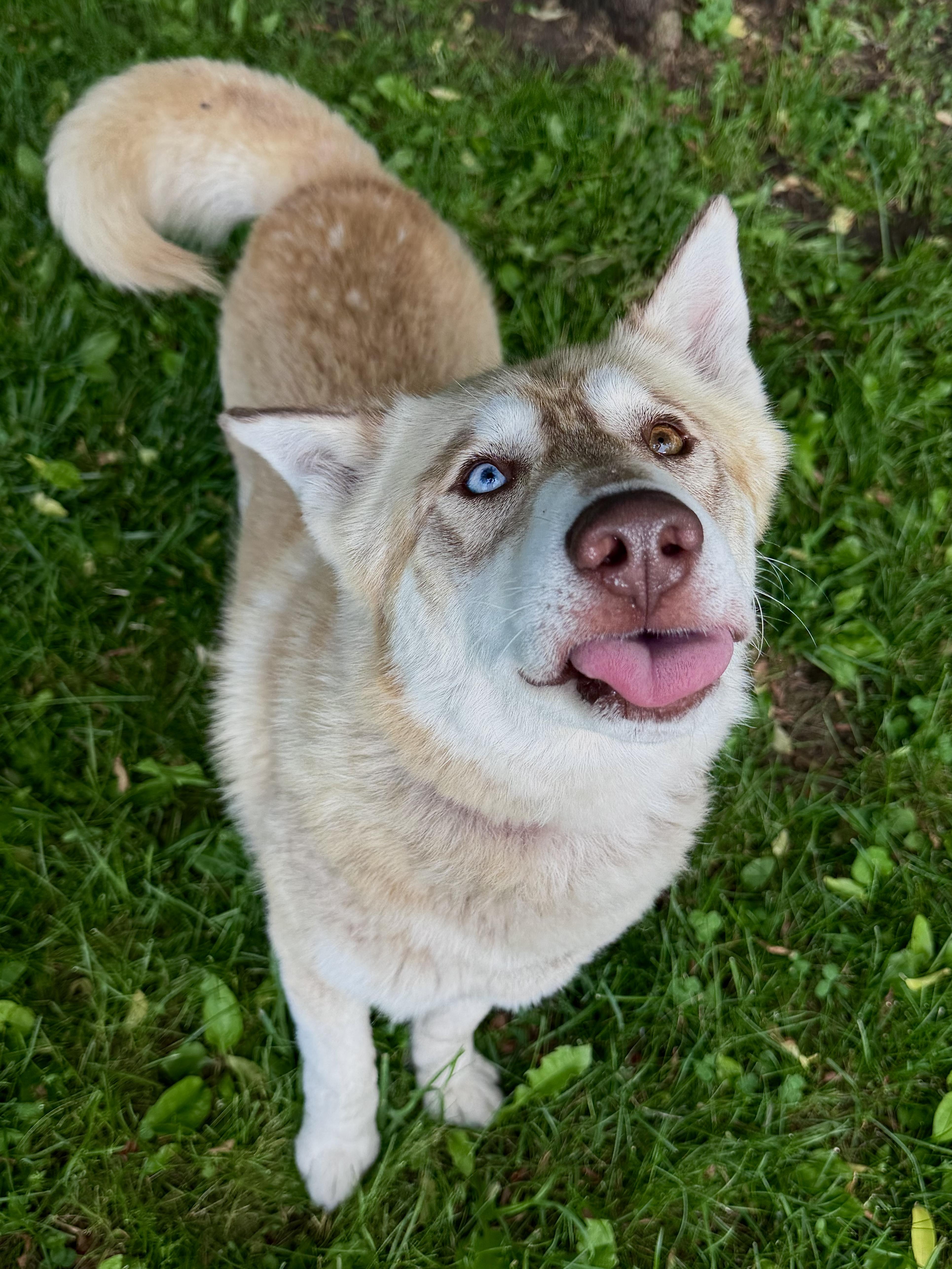 An adult medium-sized male Red / Chestnut / Orange Husky dog named Melon for adoption in Midland, MI