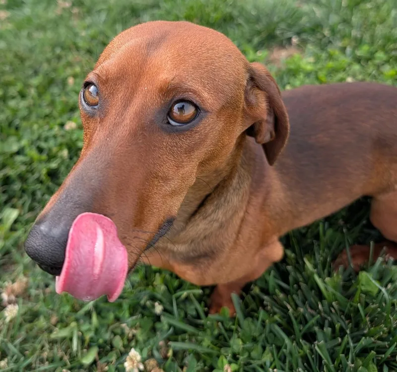 Hugo In Tn thumbnail 6