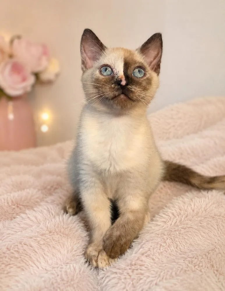 A baby small-sized female Gray & White Siamese cat named Raspberry for adoption in Chicago, IL