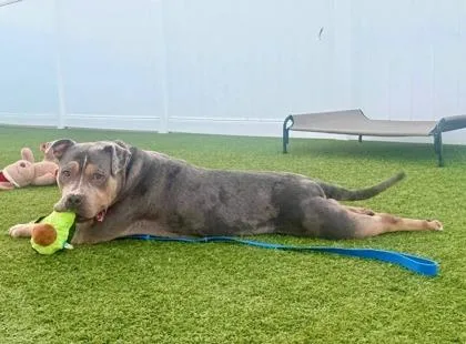 An adult large-sized female Apricot / Beige American Bully dog named Large Marge for adoption in Downers Grove, IL