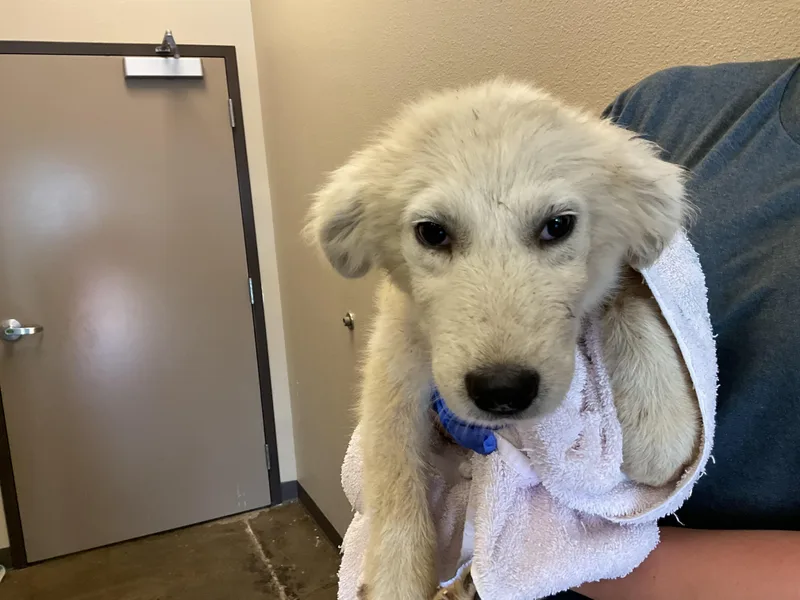 A baby medium-sized female Great Pyrenees dog named Daisy Belle for adoption in Ontario, CA