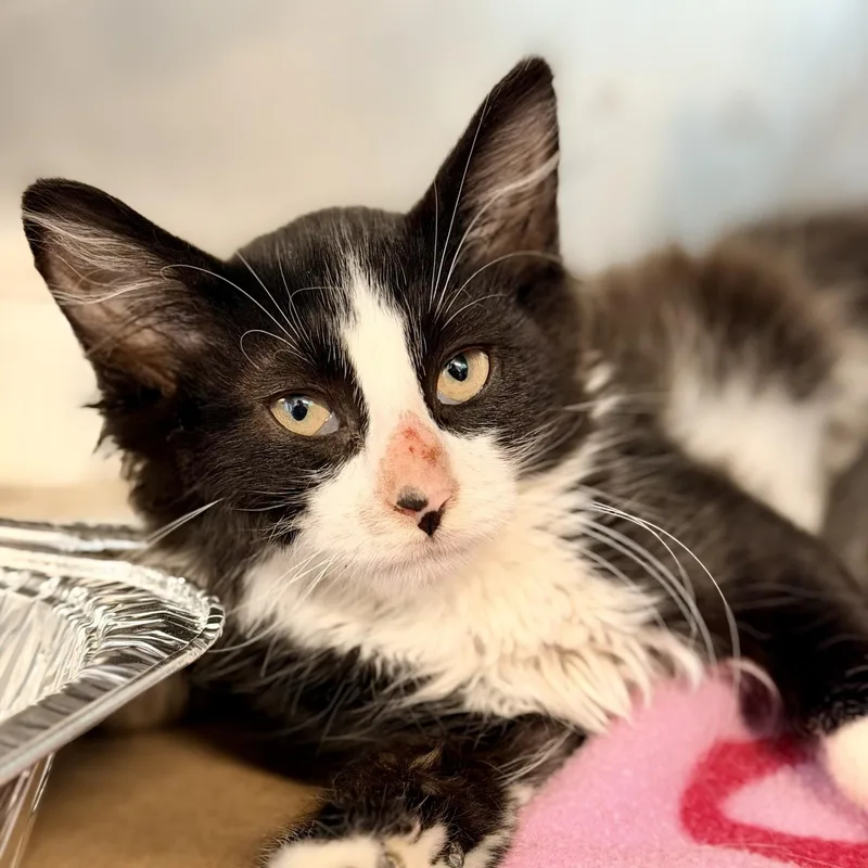 A baby medium-sized male Black & White / Tuxedo Domestic Medium Hair cat named Surge for adoption in Jackson, NJ