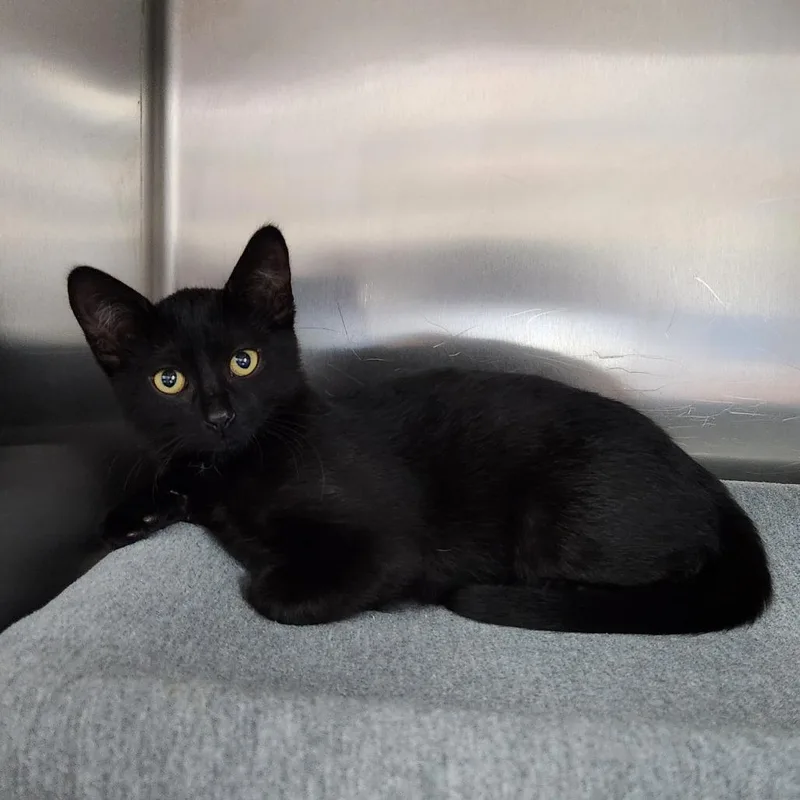 A baby small-sized female Black Domestic Short Hair cat named Gisele for adoption in Grand Rapids, MI