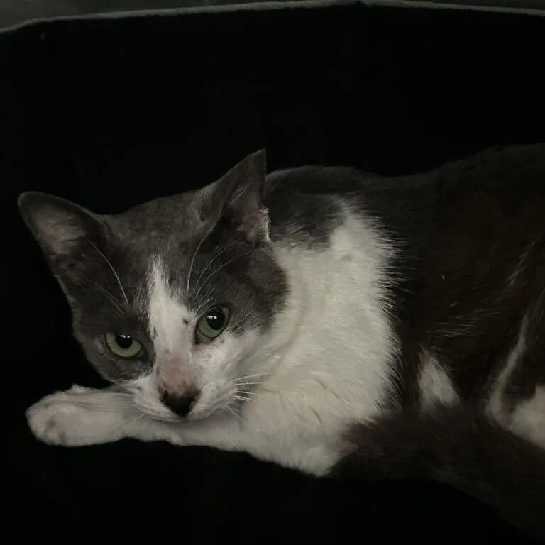 A young medium-sized male White Domestic Short Hair cat named Vermithor for adoption in Spruce Pine, NC