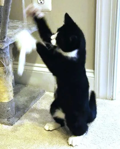 A baby medium-sized male Domestic Short Hair cat named Nibs for adoption in Washington, DC