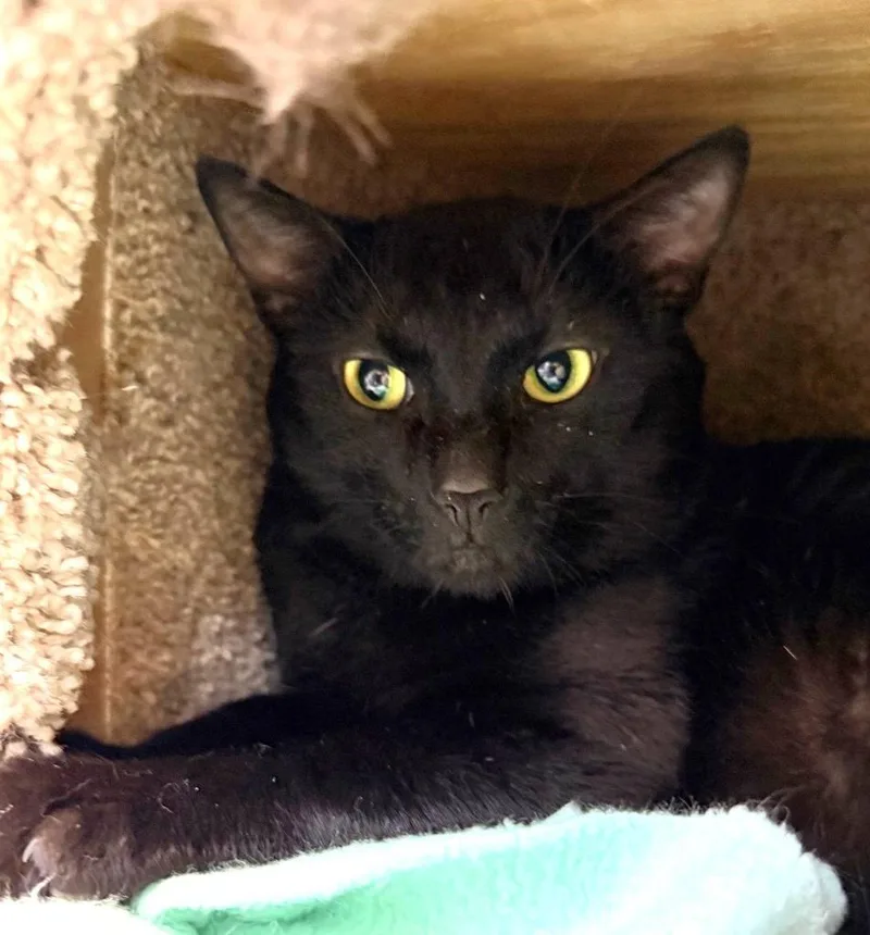A young medium-sized male Domestic Short Hair cat named Hank for adoption in Columbia, IL