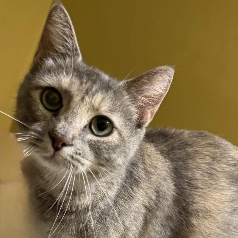 A baby small-sized female Tabby (Gray / Blue / Silver) American Shorthair cat named Elote for adoption in Johnson City, TN