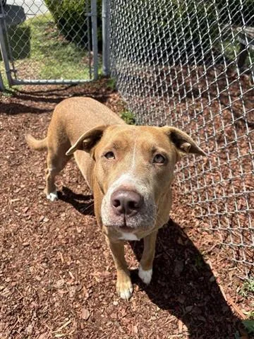 A young large-sized female American Bulldog dog named Josie for adoption in Panama City, FL