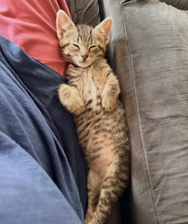 A baby medium-sized female Tabby (Brown / Chocolate) Domestic Short Hair cat named Hermione for adoption in Philadelphia, PA