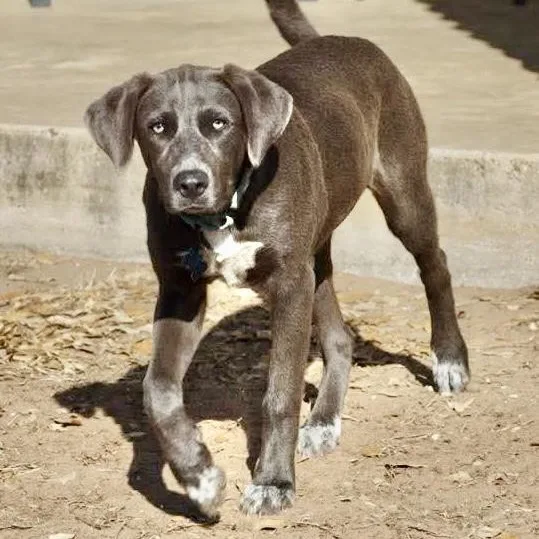 A baby medium-sized female Gray / Blue / Silver Labrador Retriever dog named Laney for adoption in Austin, TX
