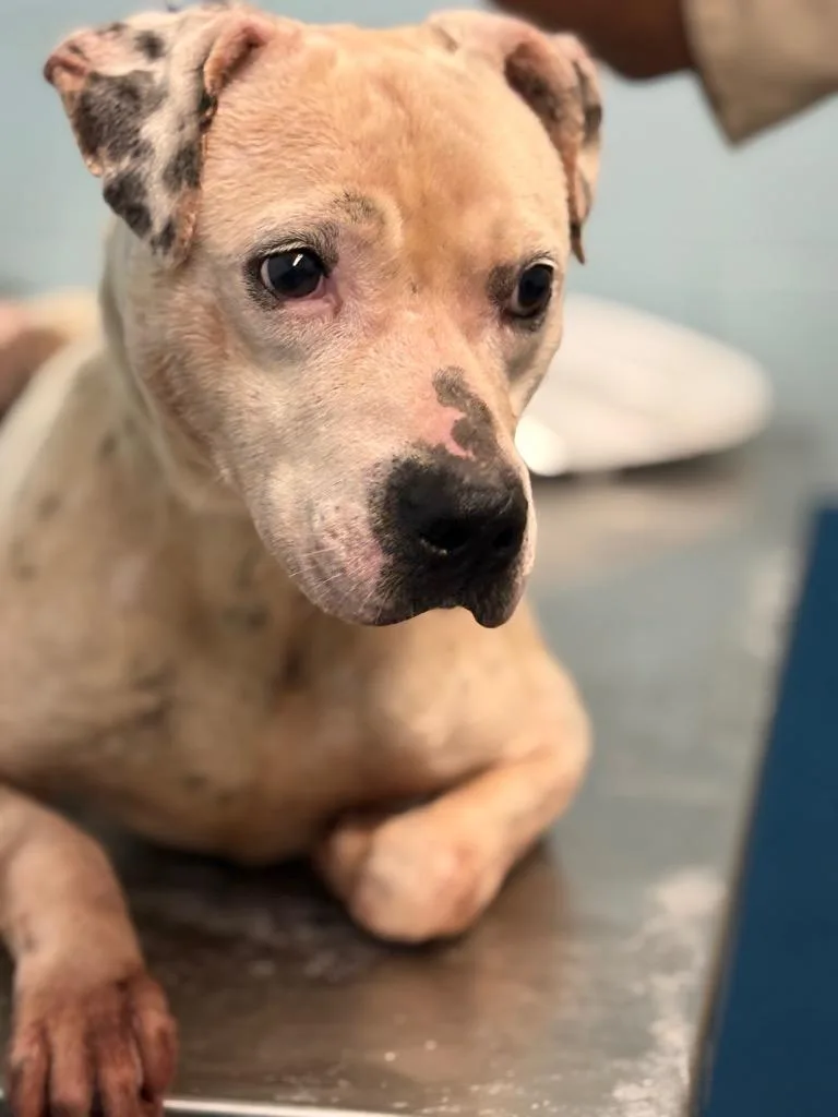 A young large-sized male Mixed Breed dog named Paul for adoption in Effingham, SC