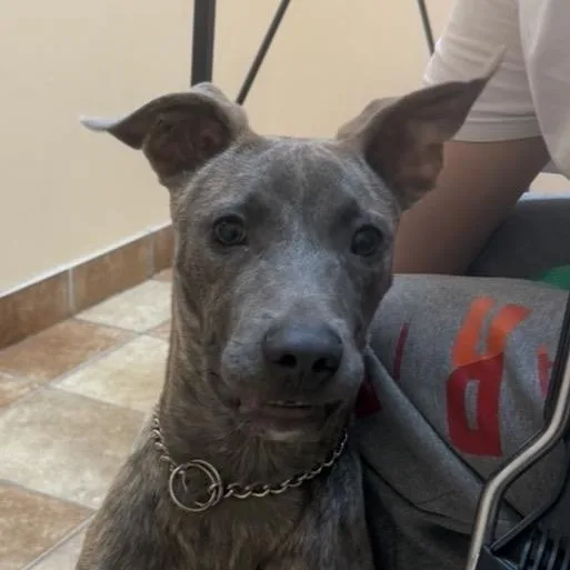 A young medium-sized male Brindle Mixed Breed dog named Maverick for adoption in Midland, TX