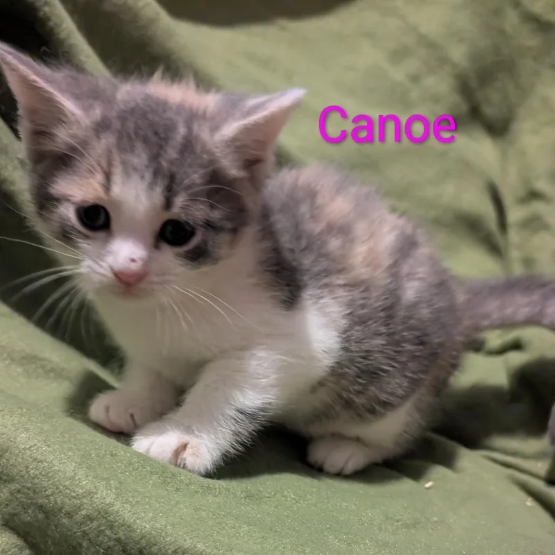 A baby small-sized female Calico Domestic Short Hair cat named Canoe for adoption in Carmel, IN