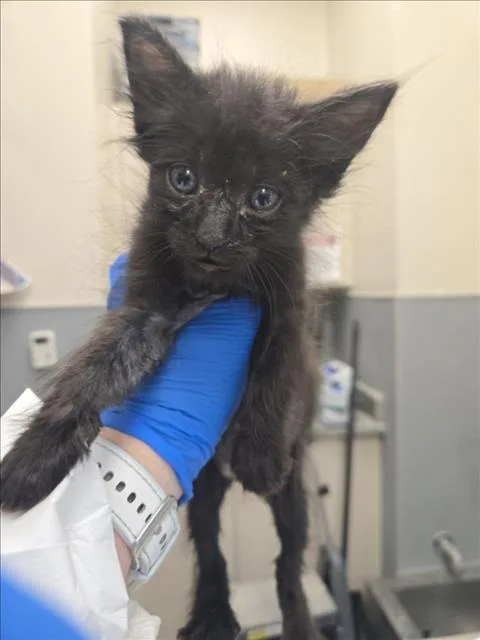 A baby small-sized male Domestic Short Hair cat named Spike for adoption in Las Vegas, NV