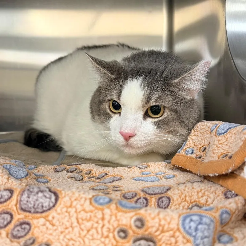 An adult extra large-sized male Gray / Blue / Silver Domestic Short Hair cat named Casper for adoption in Indianapolis, IN