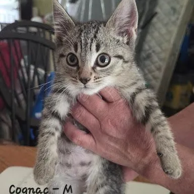 A baby small-sized male American Shorthair cat named Cognac for adoption in Danbury, CT