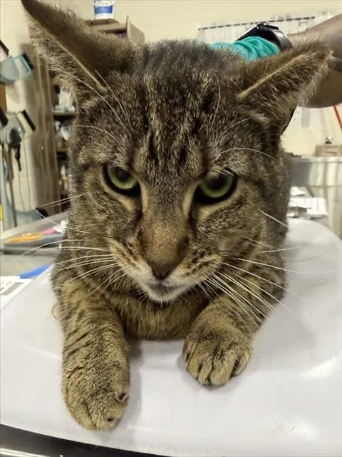 A young medium-sized female Domestic Short Hair cat named Petra for adoption in Upper Marlboro, MD