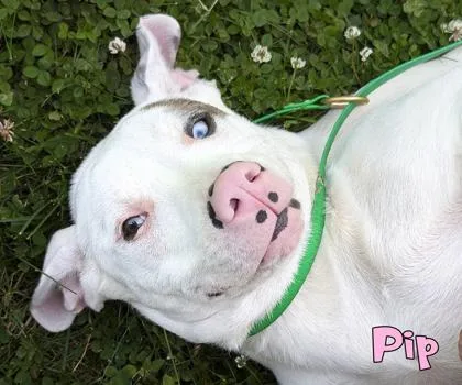 An adult medium-sized female Pit Bull Terrier dog named Pip for adoption in Mason, MI