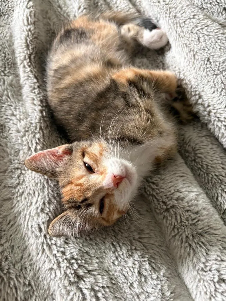 A baby medium-sized female Domestic Short Hair cat named Persephone for adoption in Salt Lake City, UT