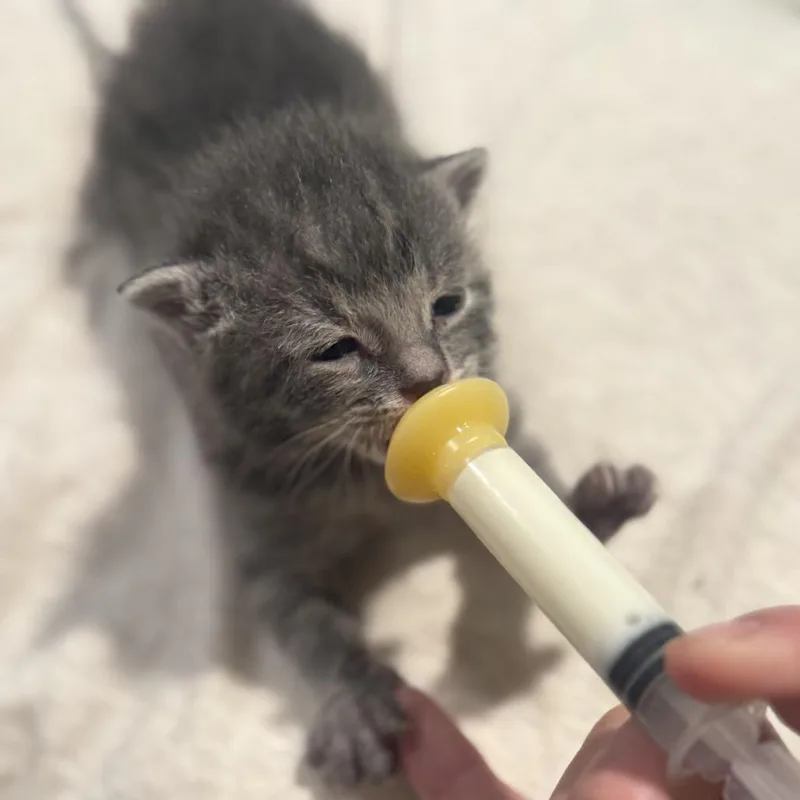 A baby small-sized male Gray / Blue / Silver Domestic Short Hair cat named Cash for adoption in Bismarck, ND