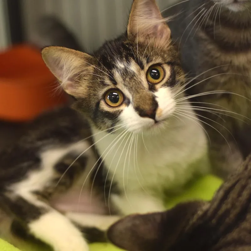 A baby small-sized female Brown / Chocolate Domestic Short Hair cat named Calypso for adoption in Belleville, IL