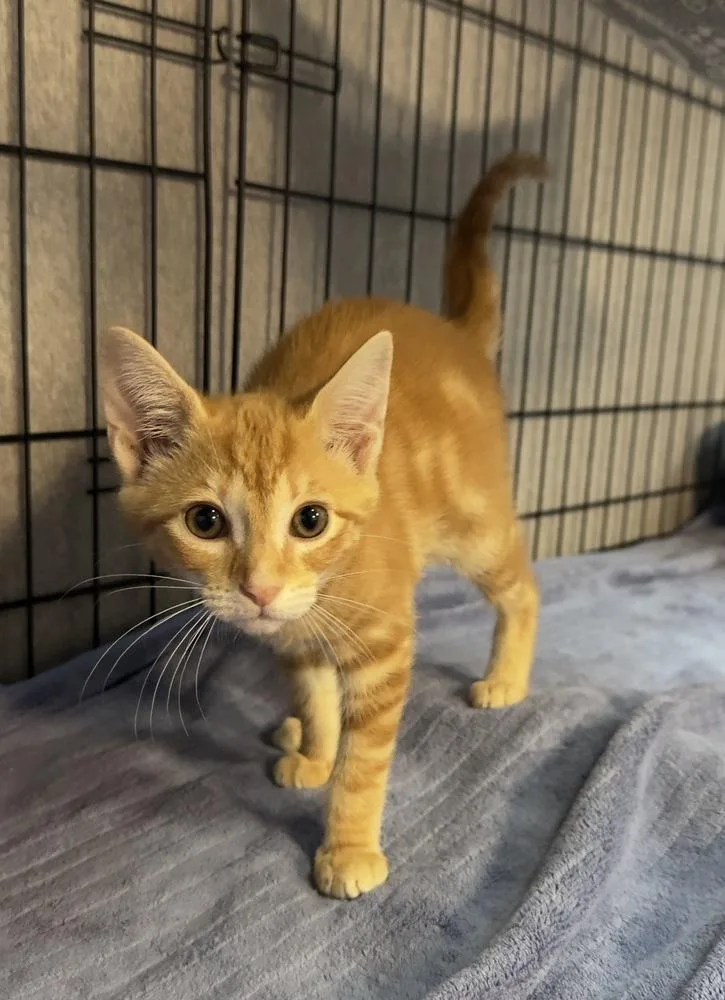 A baby small-sized female Tabby (Orange / Red) Domestic Short Hair cat named Ginger for adoption in Woodbridge, VA