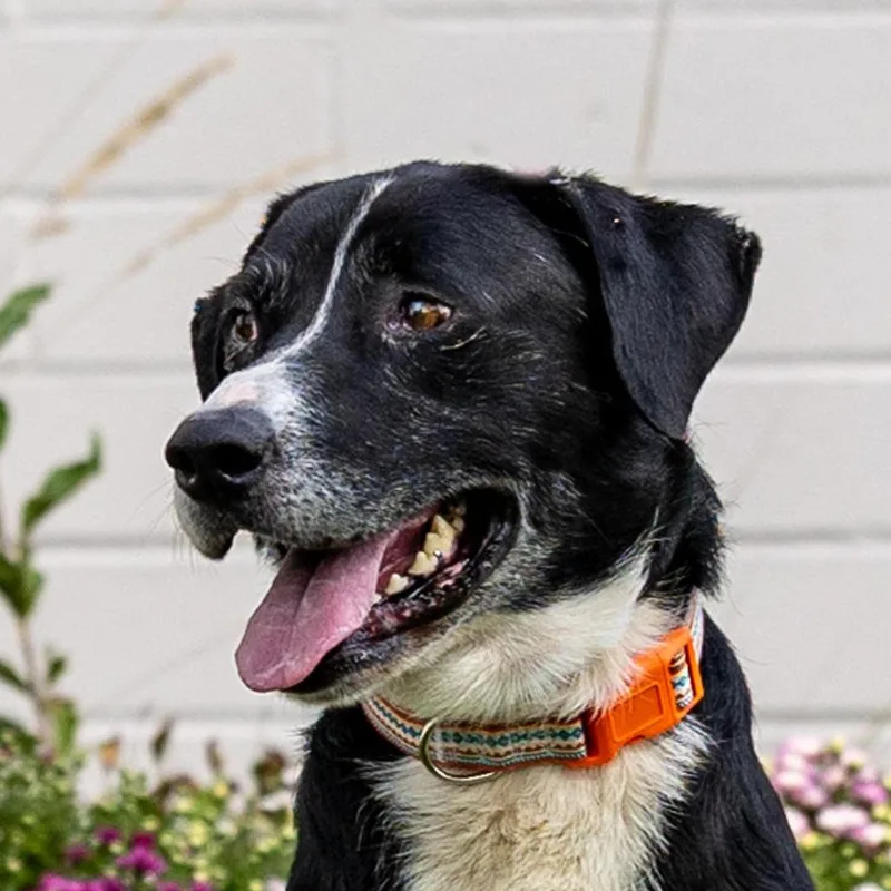 Benny