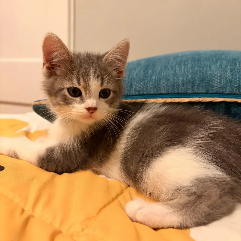 A baby small-sized male Gray / Blue / Silver Domestic Short Hair cat named REO Speedwagon for adoption in Evanston, IL