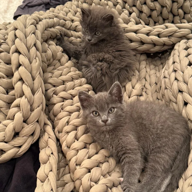 A baby small-sized male Gray / Blue / Silver Domestic Long Hair cat named Fuzzy for adoption in Falls Church, VA