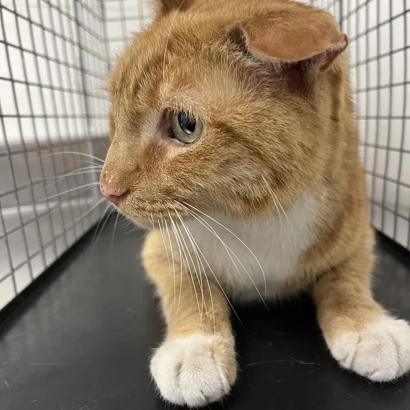 An adult medium-sized male Orange / Red Domestic Short Hair cat named Dalsetter Cat for adoption in Henderson, NV
