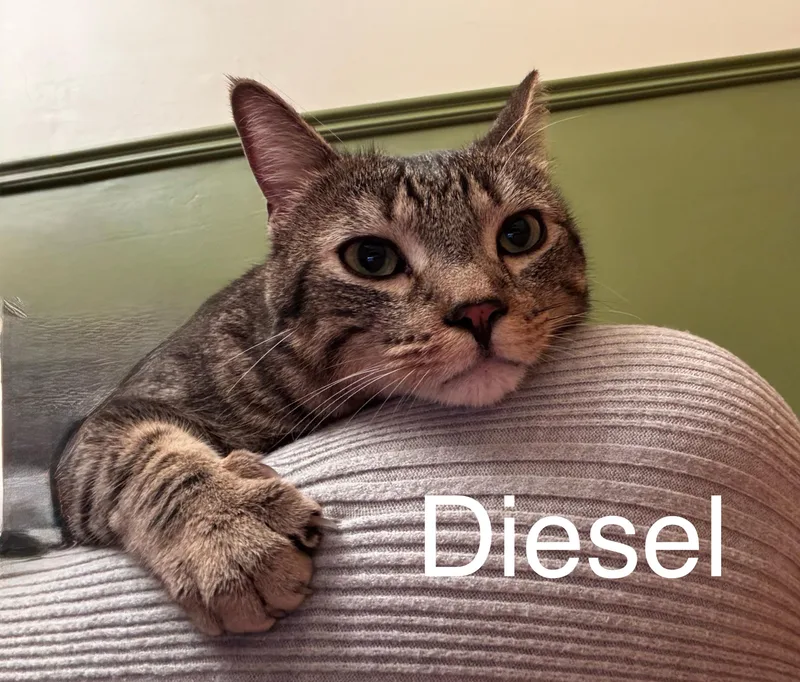 Diesel thumbnail 5