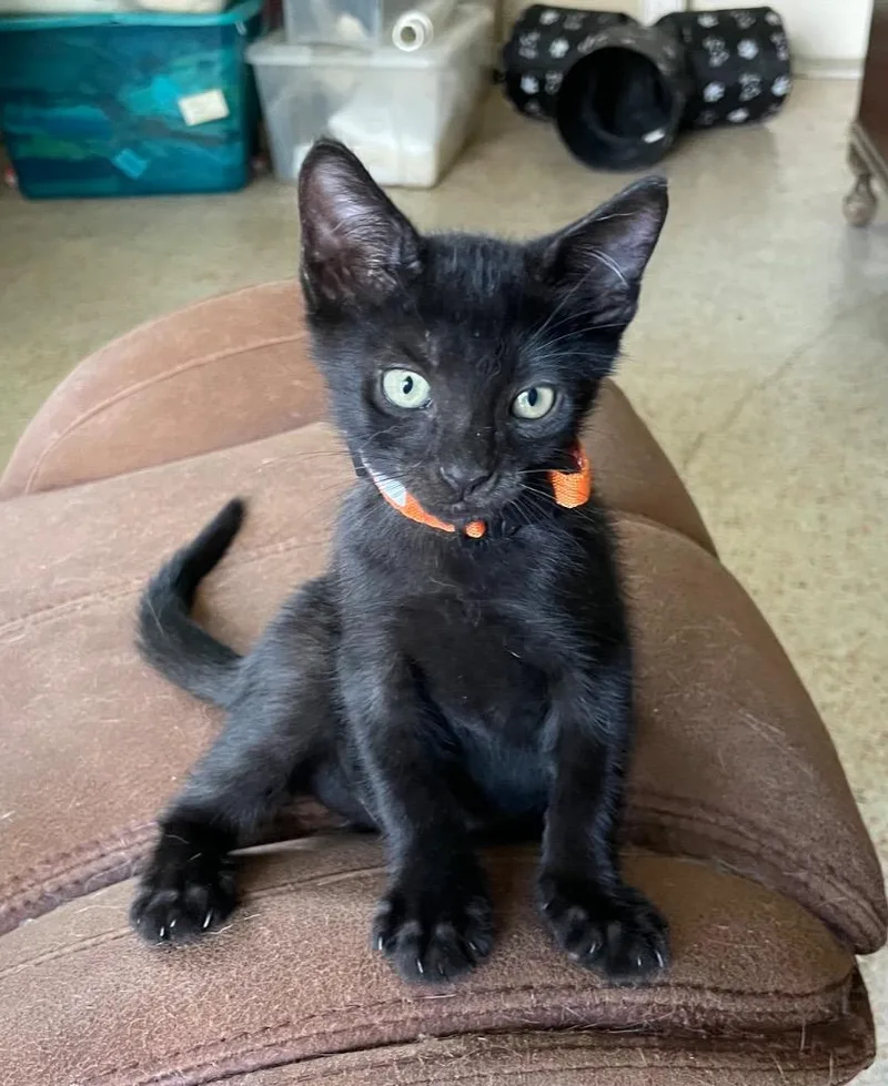 A baby medium-sized male Domestic Short Hair cat named Rocket for adoption in Gorham, ME