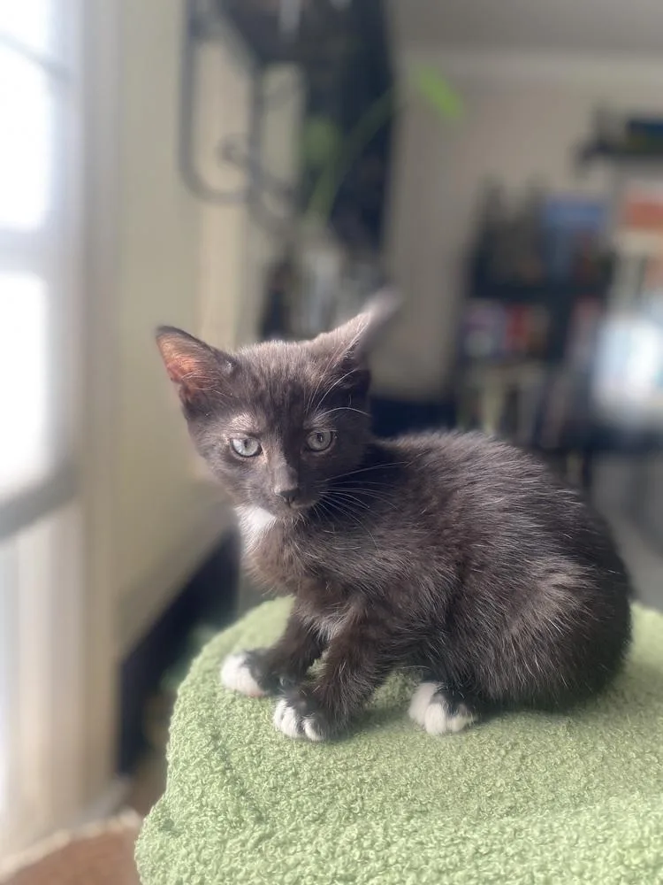 A baby small-sized male Black & White / Tuxedo Domestic Short Hair cat named Gremlin for adoption in Dayton, OH