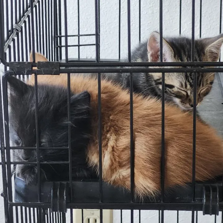 A baby small-sized male Orange / Red Domestic Short Hair cat named Banana Split for adoption in Westminster, CA