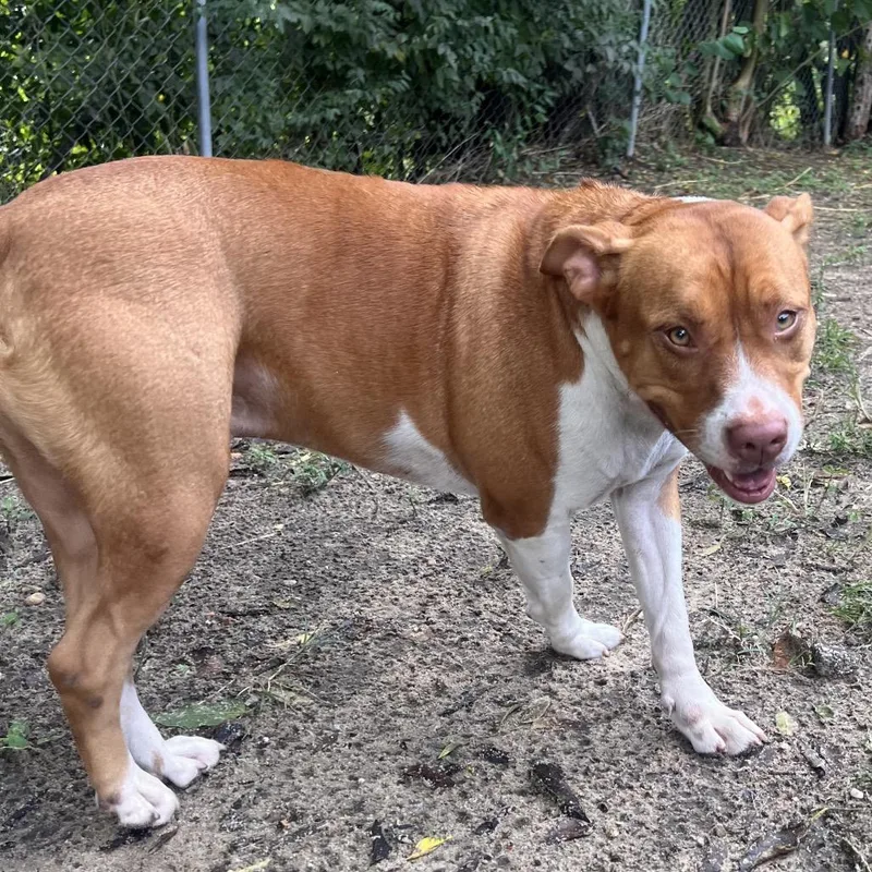 An adult medium-sized male Mixed Breed dog named Jacob for adoption in Pensacola, FL