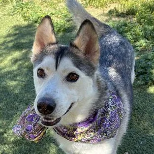 An adult medium-sized female Gray / Blue / Silver Husky dog named Noelle for adoption in Studio City, CA