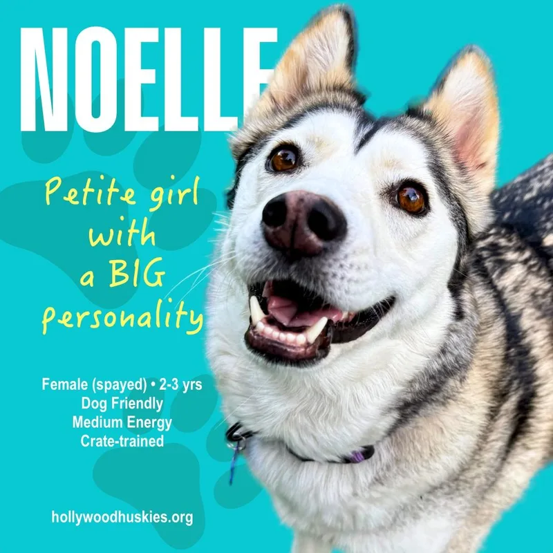 Noelle thumbnail 3