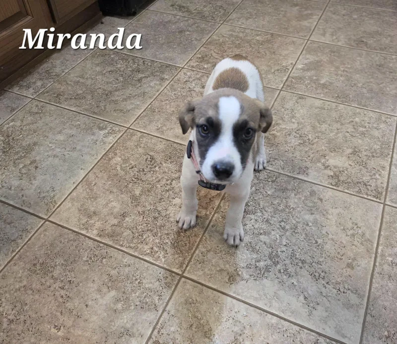 Miranda Mars thumbnail 3
