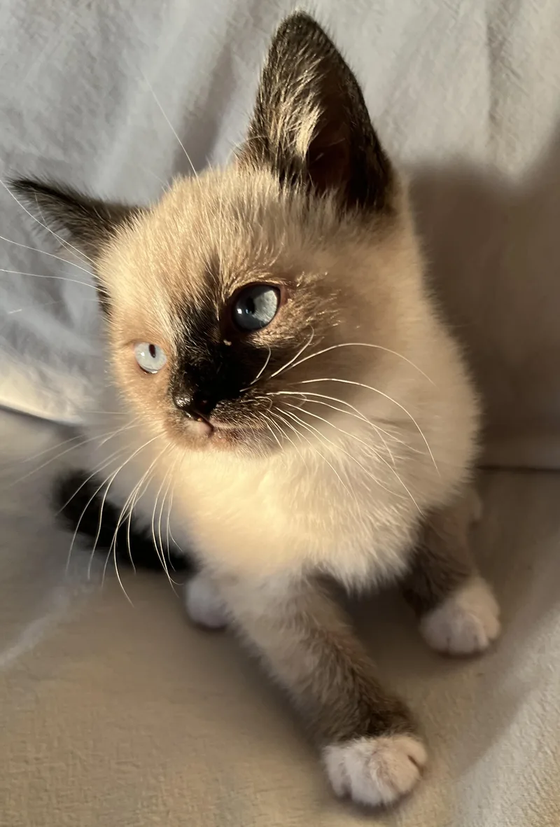 A baby medium-sized female Chocolate Point Snowshoe cat named Candace for adoption in Hood RIver, OR