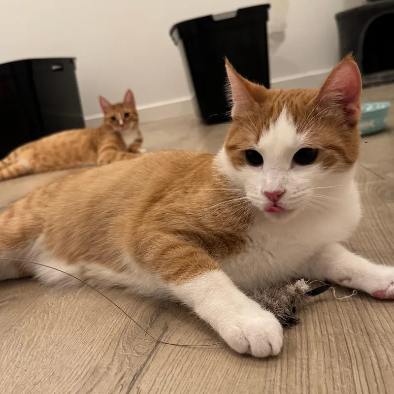 A young small-sized male Orange / Red Domestic Short Hair cat named Theodore for adoption in Los Angeles, CA